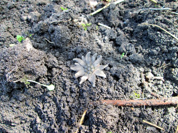 Edelweiss