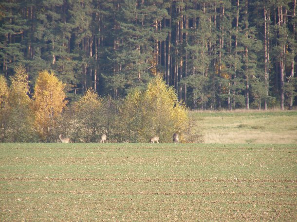 25halíř