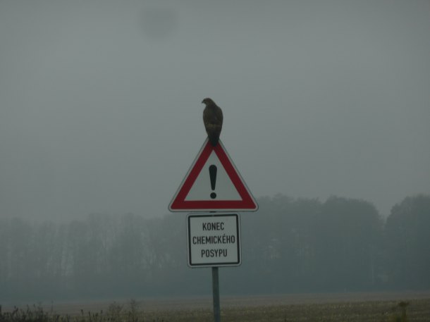 Kroužky z chomoutu.Nééé ptačí.