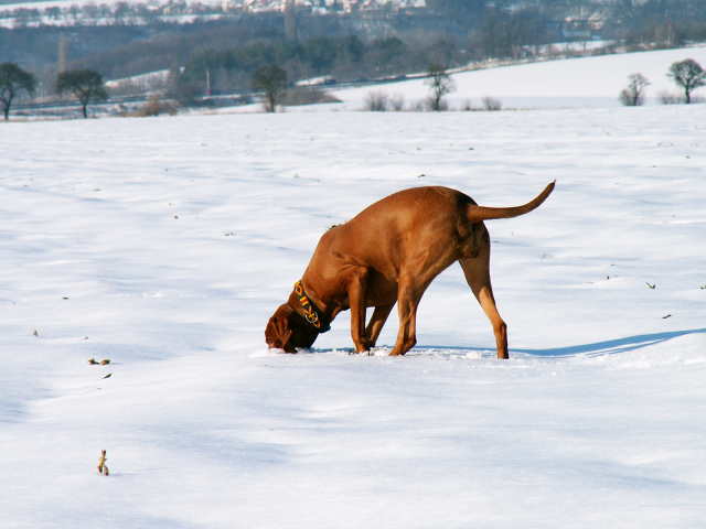 Kolečka