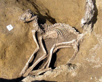 ARCHEOLOGICKÉ ZPRÁVY 6. 4. – 12. 4. 2009