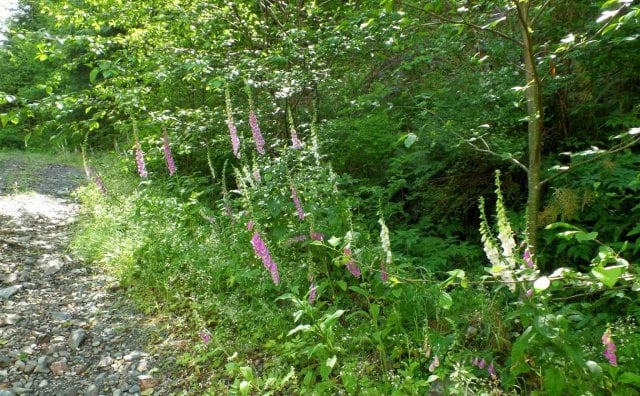 Hledání s detektory kovů  v Britské Columbii - Kanada