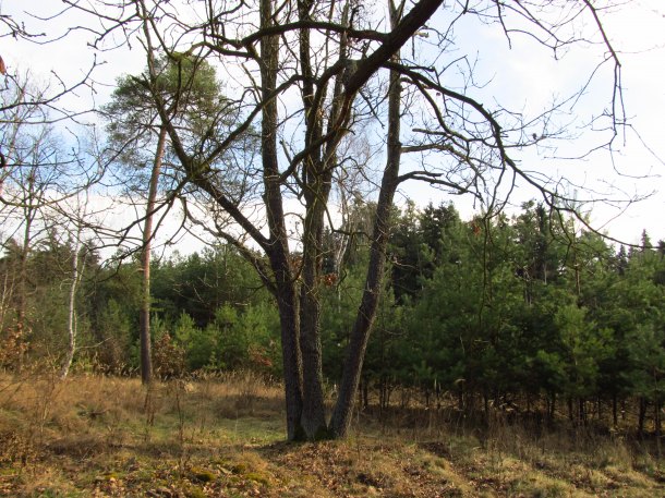 Památný kámen Wilhema Ofenheima