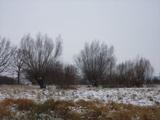 Vrbový háj Jevišovka-soutěž