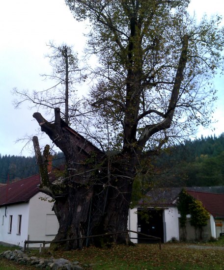 Lípa ,obvod cca 12 metru,stáří 600let