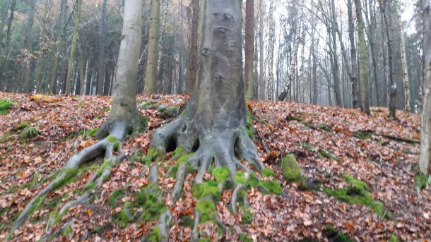 Studánka