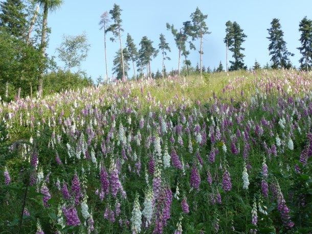 Náprstníková paseka.