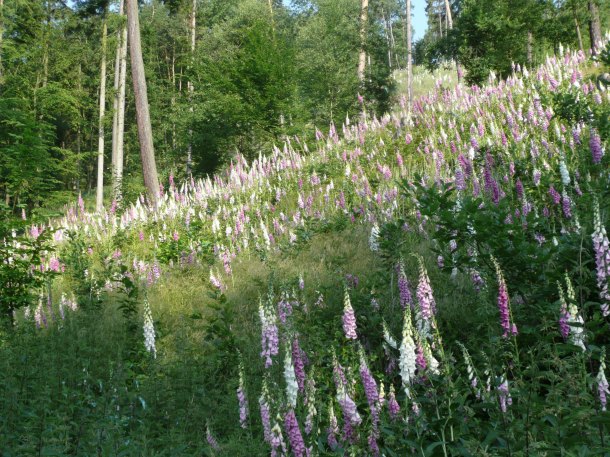 Náprstníková paseka.