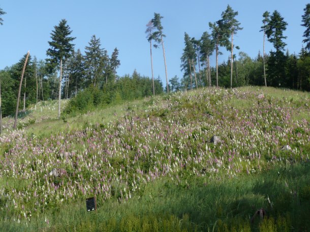 Náprstníková paseka.